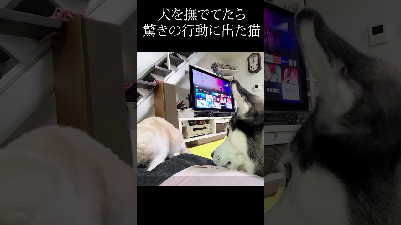 犬をナデてたら驚きの行動に出た子猫...#shorts