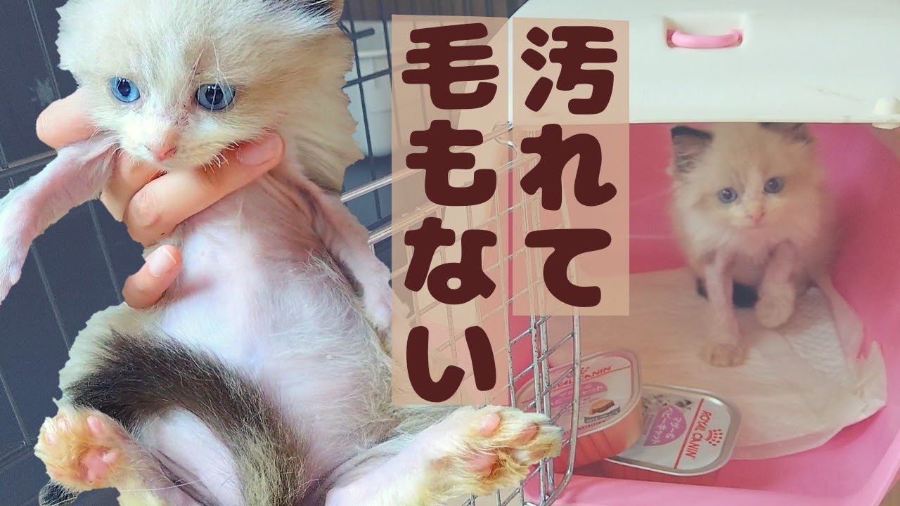 頑張ったボロボロの子猫をお迎えしました。《ラグドールVlog》