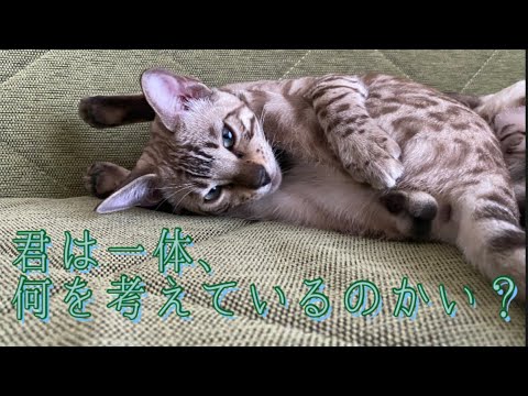 ベンガル猫の考えていることがわかりません