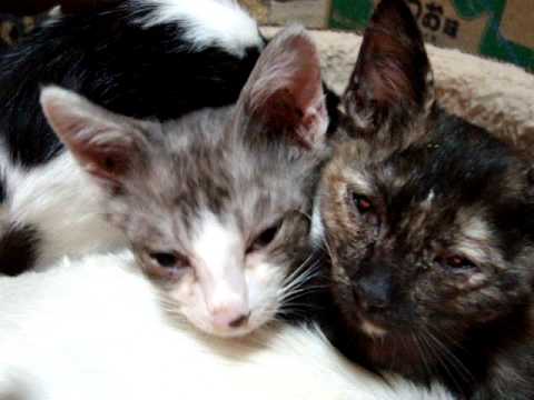 風邪が治ったミーアとテッちゃん