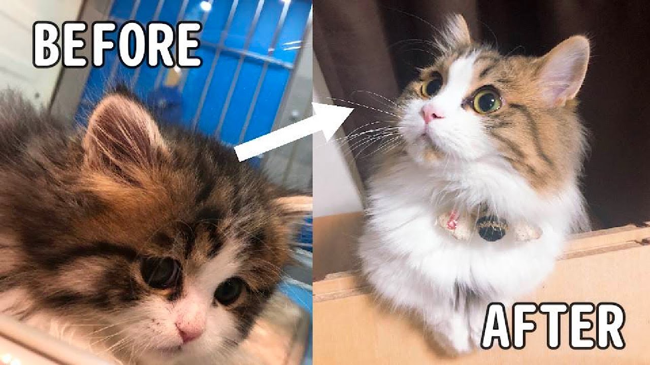 短足マンチカン×ペルシャの子猫はこう成長します！