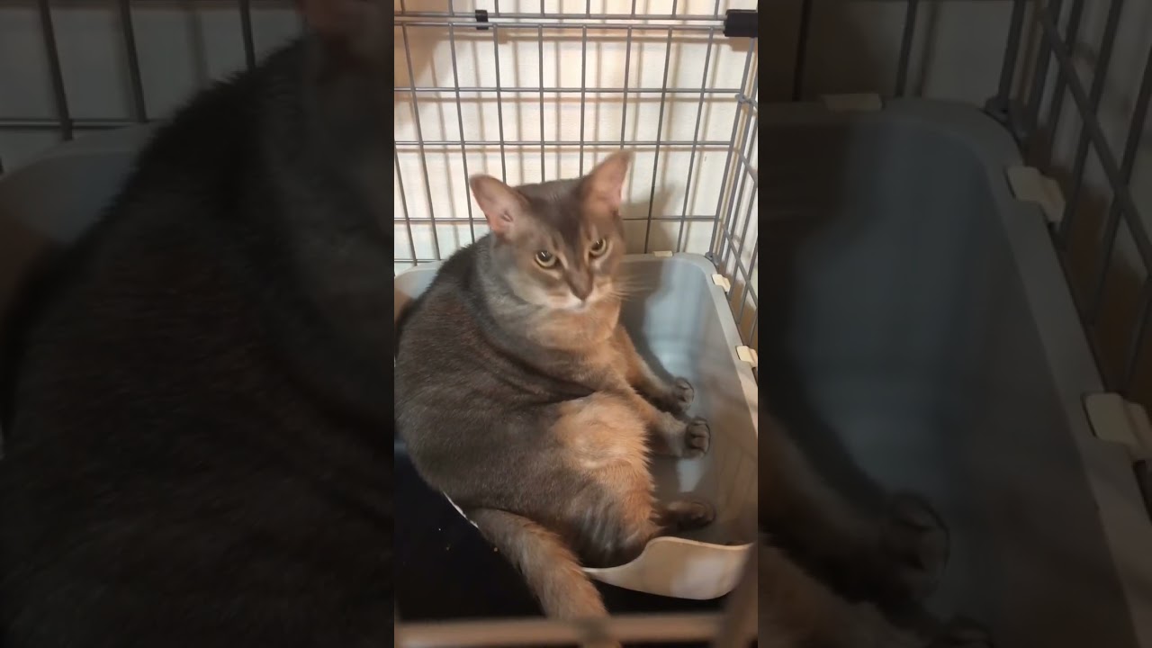 愛おしい！ #shorts #猫動画 #アビシニアン #cat #まな猫