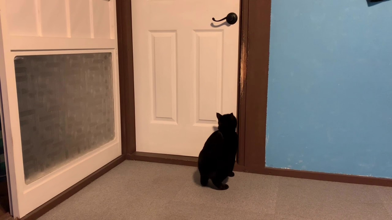 ご飯くれくれ猫。寅次郎☆黒猫ボンベイ