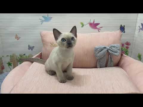 Coo&RIKU　No.606412　トンキニーズ