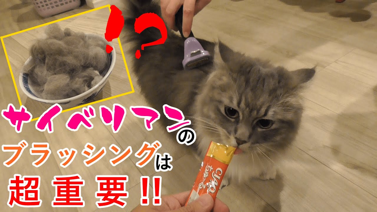 サイベリアンの猫をファーミネーターでブラッシングしたら、とんでもない量の毛が取れた！？／Brushing a Siberian cat with a furminator【サイベリアンのラフィ#76】