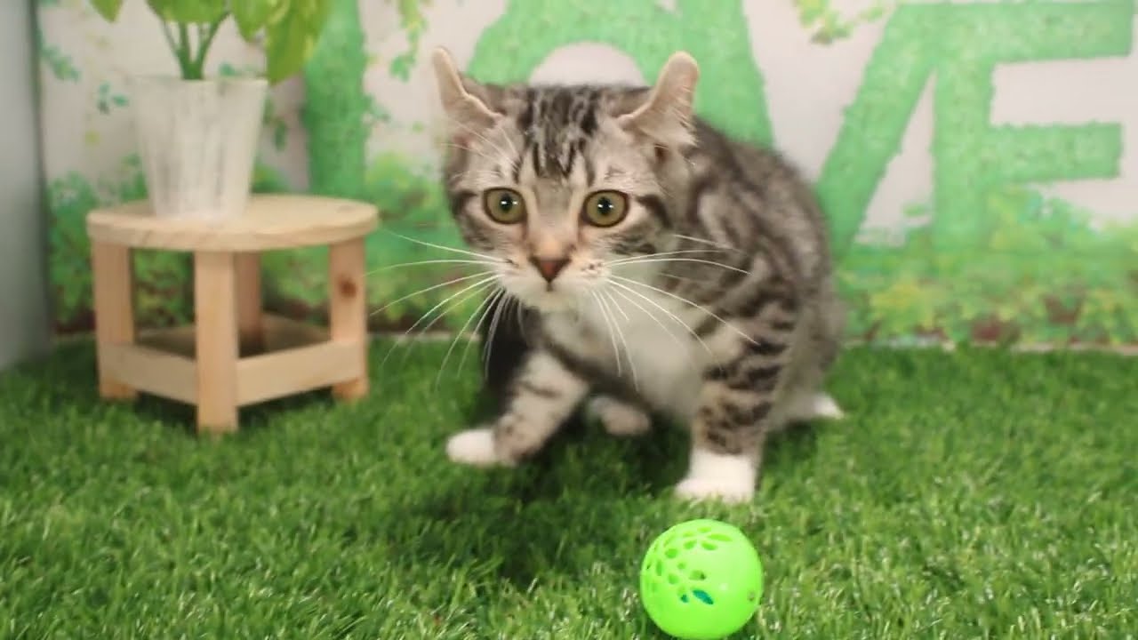 Coo&RIKU　No592419　アメリカンカール