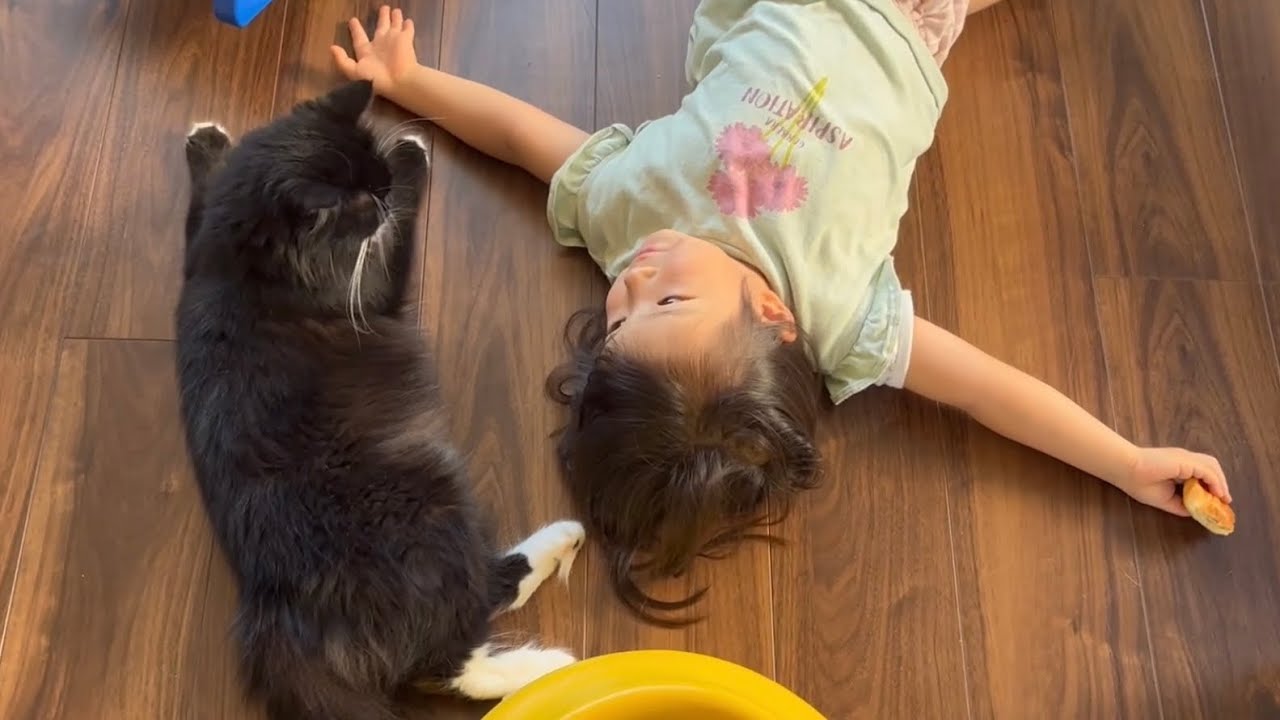 娘の本当の妹のように一緒に暮らす猫　ラガマフィン　A cat that lives like a sister
