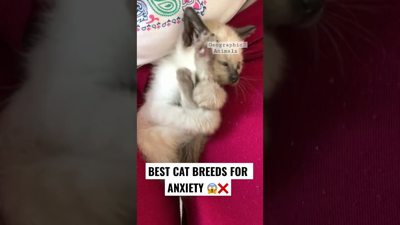 BEST Cats For Anxiety😱❌ #shorts #cats