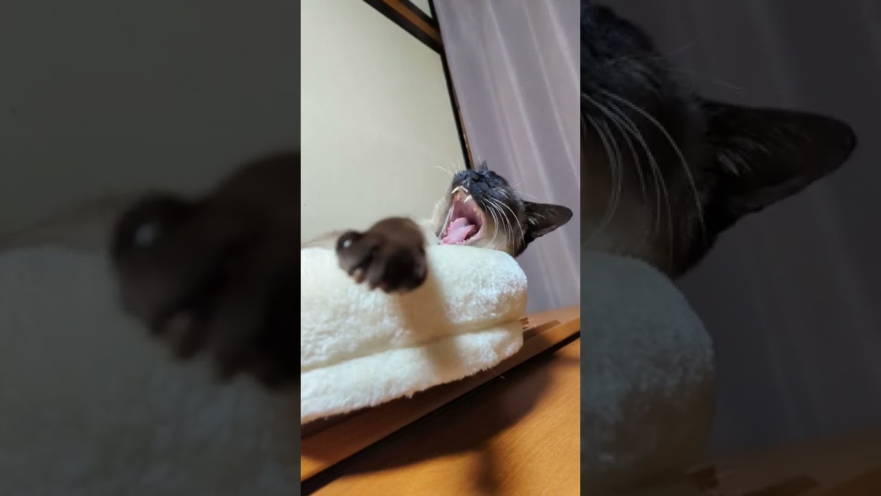 シャム猫の大あくび - A big yawn - #Shorts