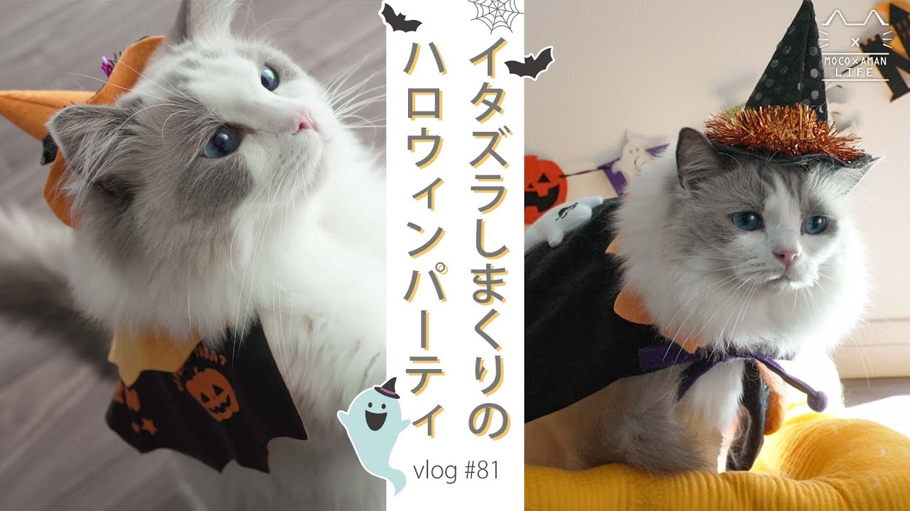 【コスプレ猫】イタズラしまくりのハロウィンパーティ｜ラグドール猫 #81