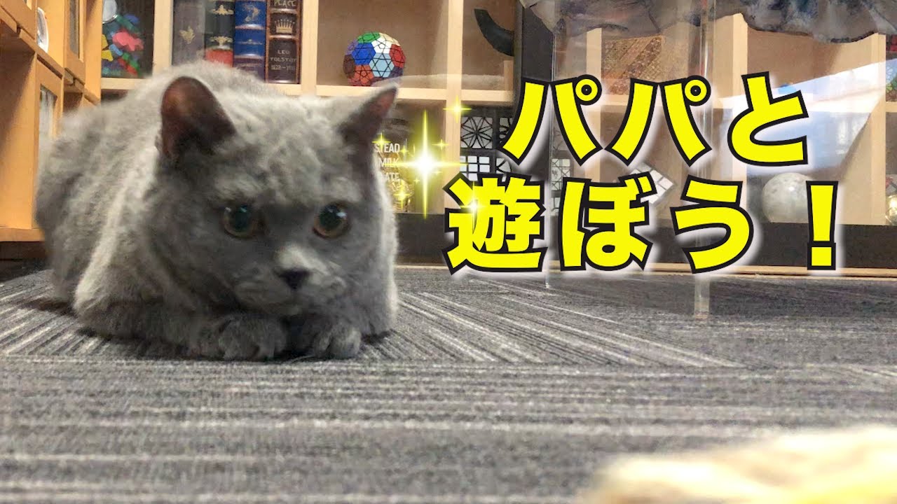 パパと遊ぶの大好きな猫達の日常｜セルカークレックス｜ブリティッシュショートヘア
