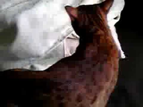 ocicat オシキャット