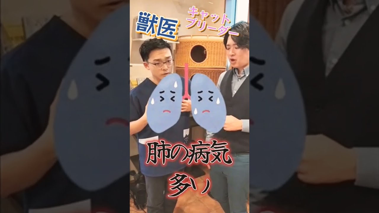#ロシアンブルー #獣医 #飼い方