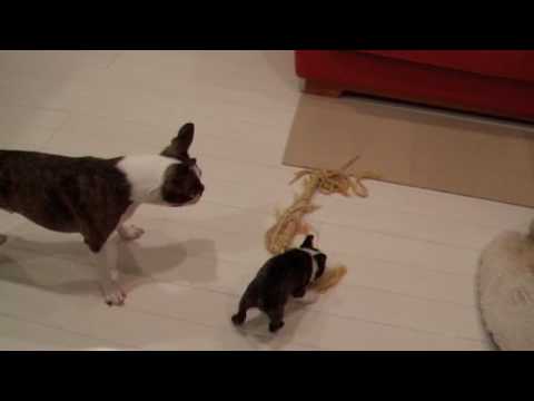 ヒロノフとアントノフ。