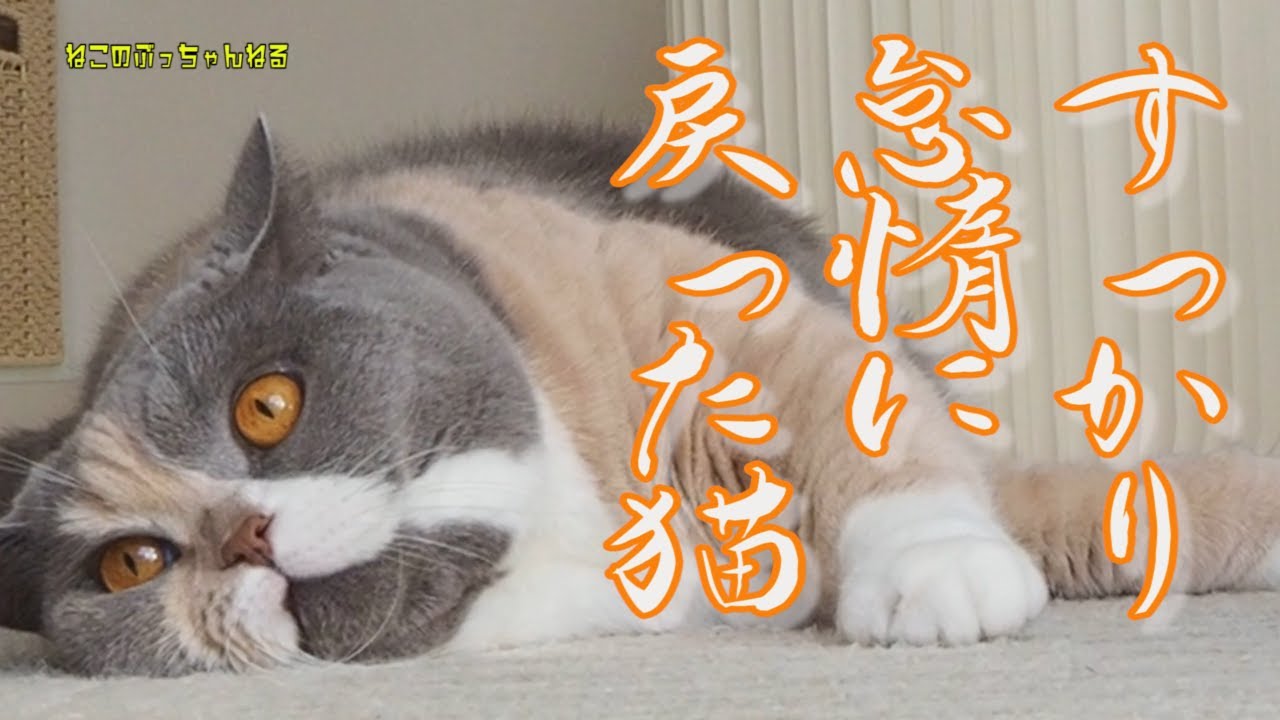 すっかり怠惰に戻った猫　ブリティッシュショートヘアー【ねこのぶっちゃんねる】｜ねこのいる暮らし｜ねこ動画｜