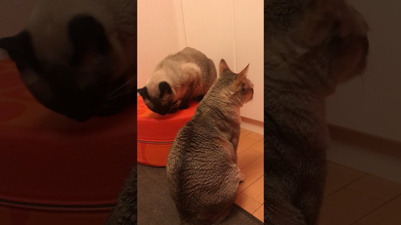 にらめっこしているトンキニーズとシンガプーラなのにゃ♪