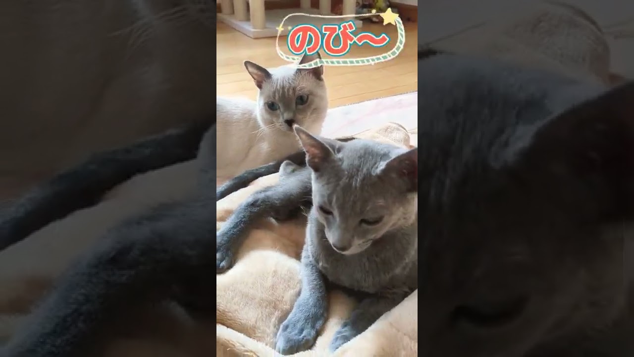 パパと息子の物語💕  #ロシアンブルー #russianblue  #子猫
