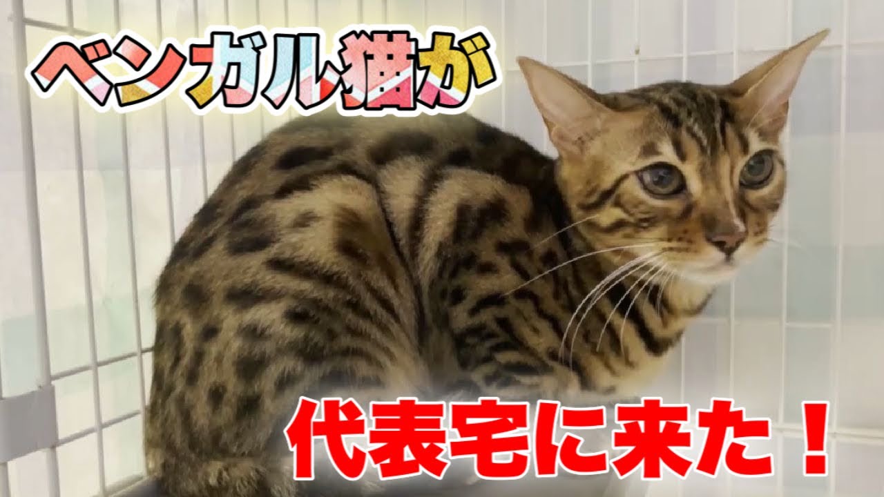 ベンガル猫が代表宅にやって来た！【Bengal cat】