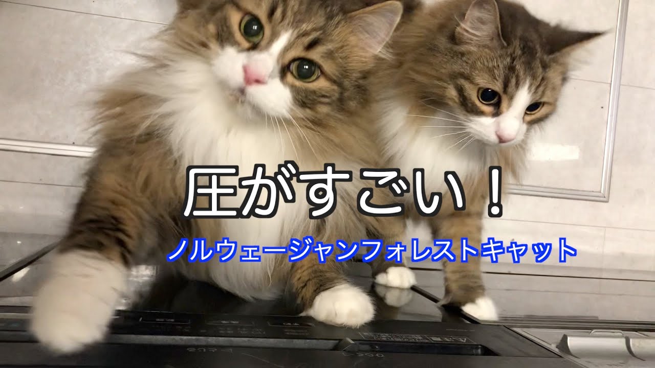 圧の強いノルウェージャンフォレストキャット　ノル猫５にゃんねる