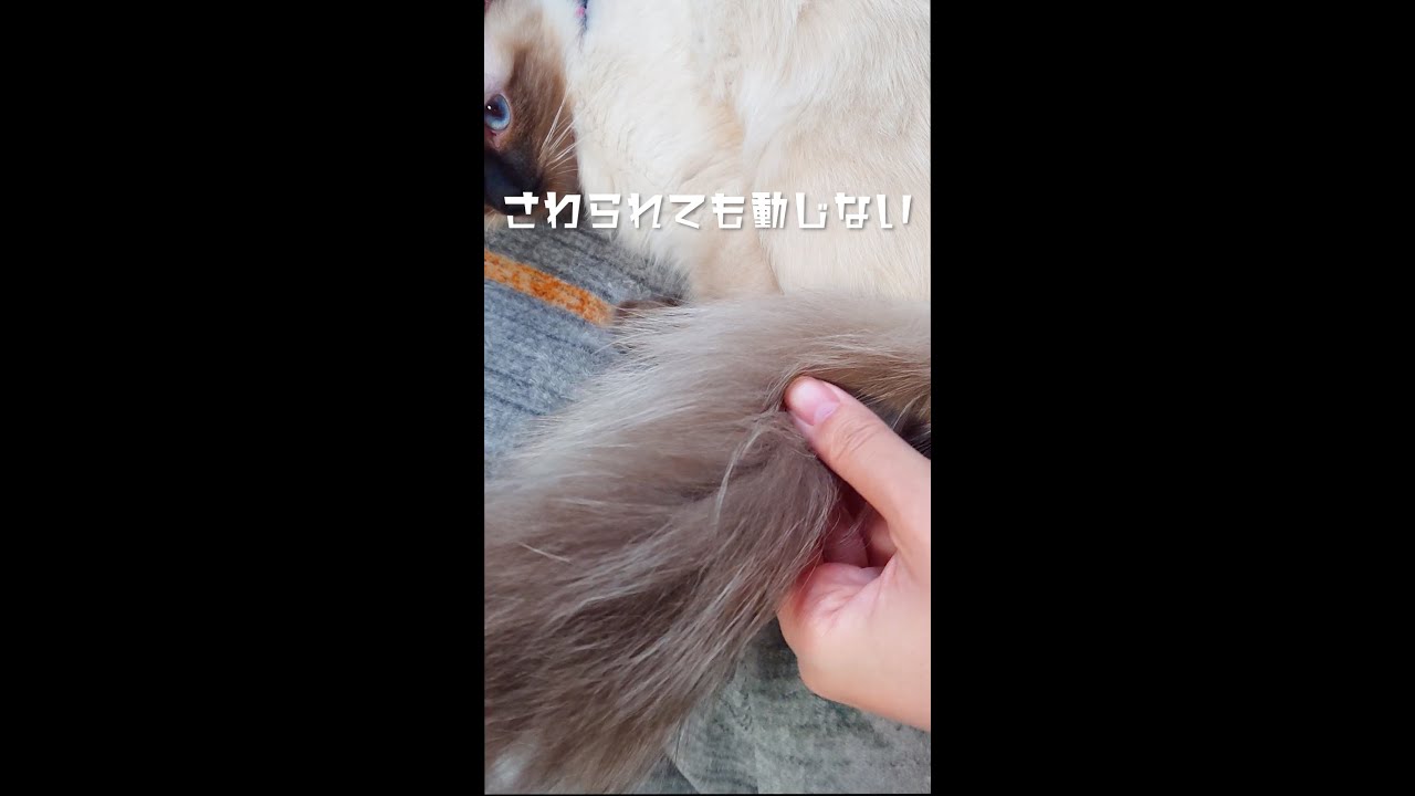 #Shorts 長毛シャムミックス猫の尻尾モフモフ