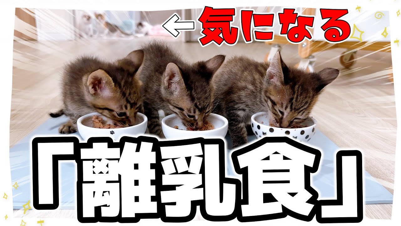 【子猫】「バタバタン」どんなにうしろで騒いでいても離乳食のおいしさは変わらない【保護猫生活42日目】