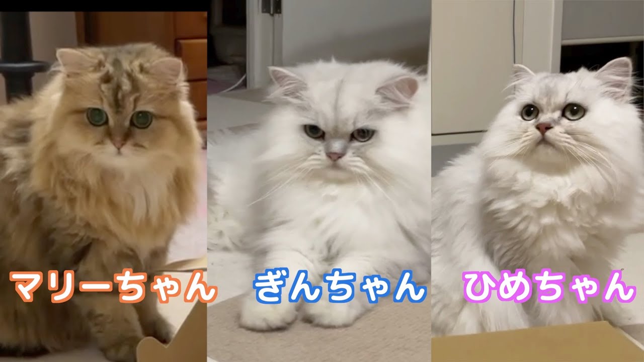 【ペルシャ猫】平日夜のルーティーン毎晩猫が可愛すぎる！！