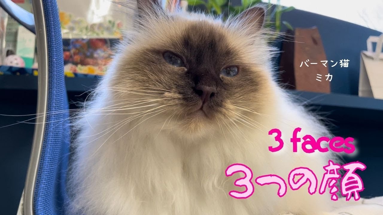ミカの顔変化【３つの顔】３ faces（バーマン猫）Birman/Cat