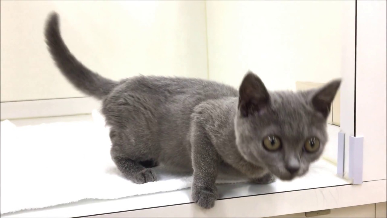 とっても珍しいシャルトリュー☆