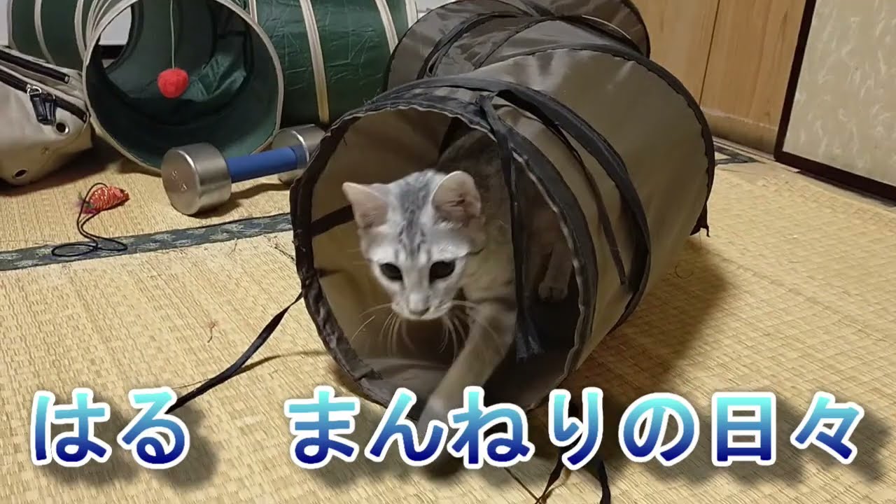 【エジプシャンマウはる】　まんねりの日々