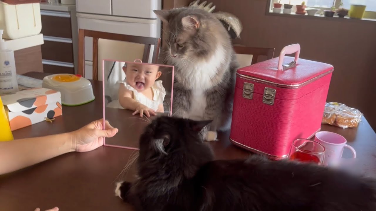 鏡に映る自分が好きな赤ちゃんと猫　ラガマフィン　A baby and a cat who like to look at themselves in the mirror
