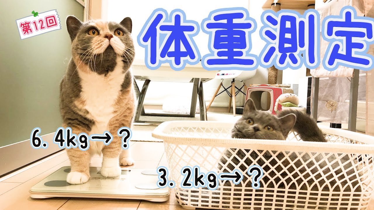 結果にコミット！ぶっちゃんのダイエット大作戦！｜セルカークレックス｜ブリティッシュショートヘア