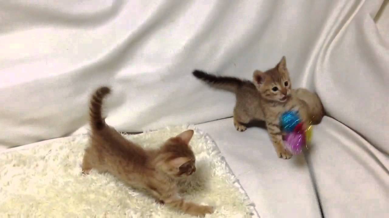 オシキャット3兄妹