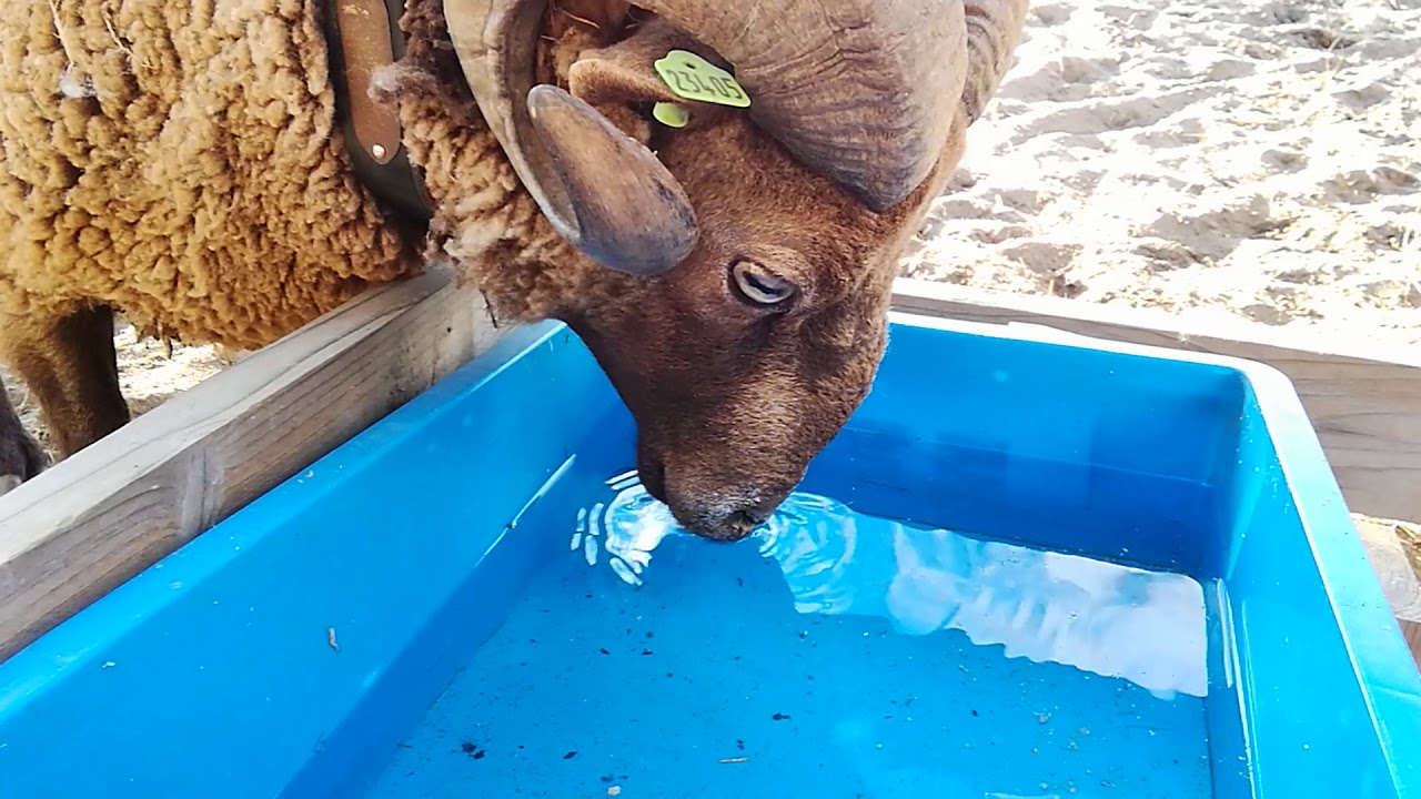 エサ箱に縦にはまるサフォークと水を飲んでるのか飲んでないのかわからないマンクスロフタン