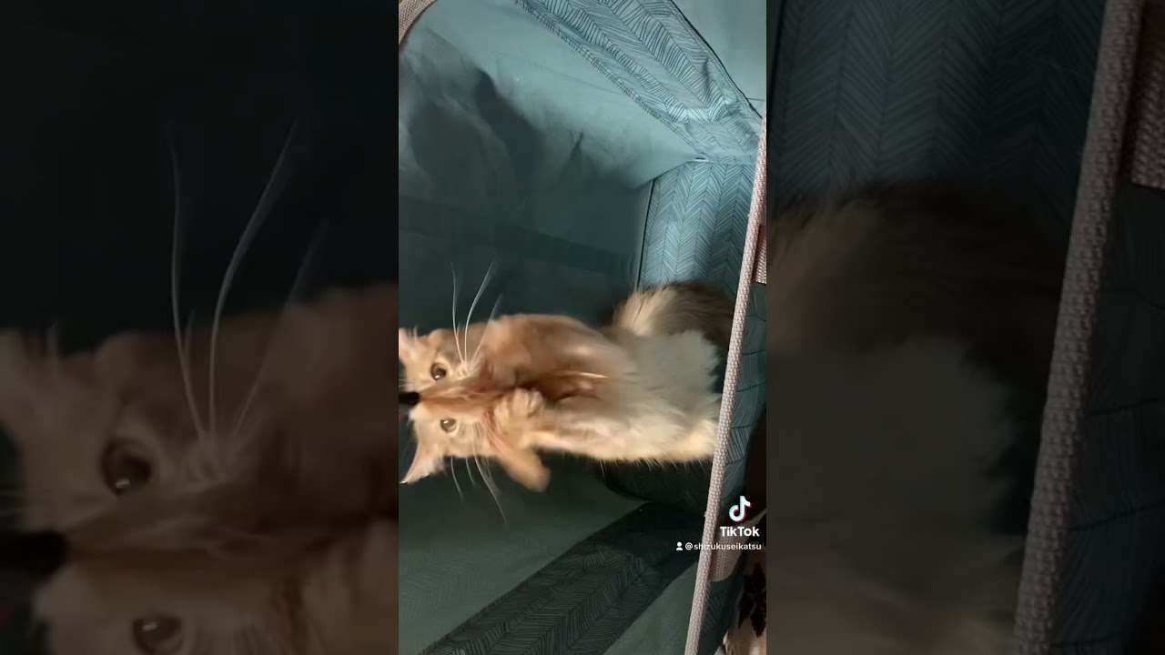 イキのいい猫です。#cat #猫 #ソマリ #somali