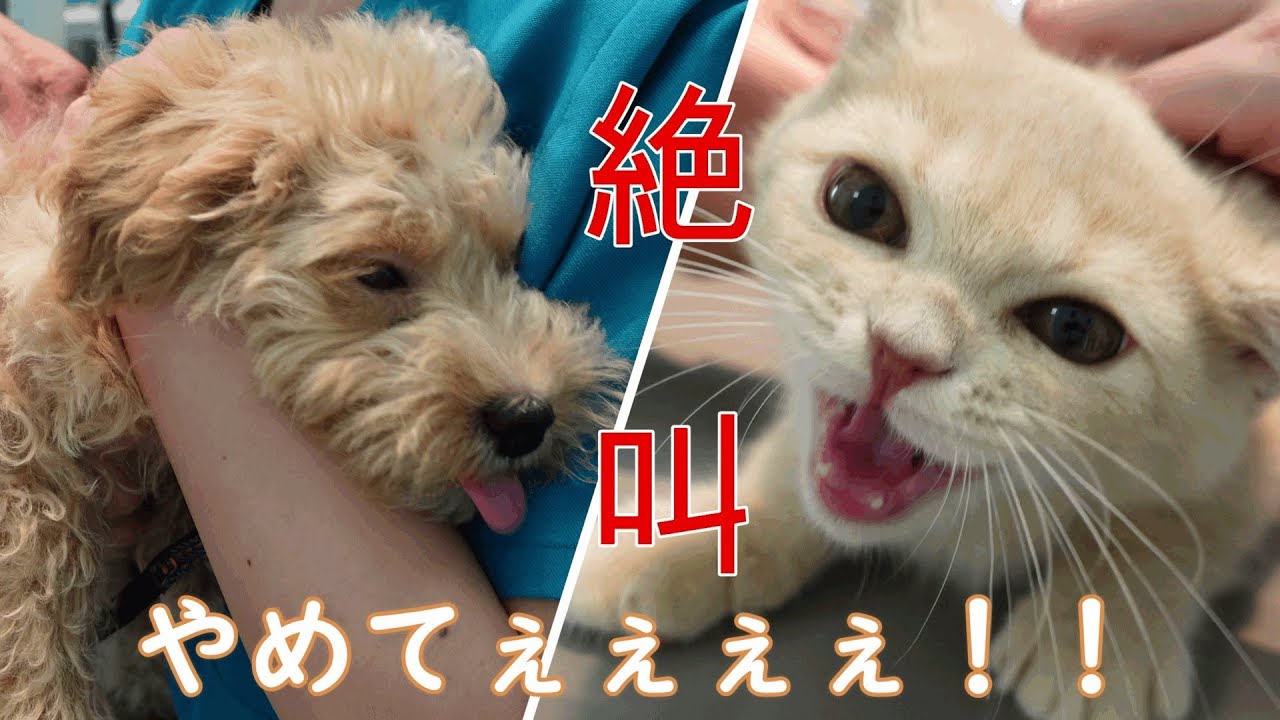 子犬子猫がワクチン注射で大絶叫！【プーチー&スコティッシュフォールド】