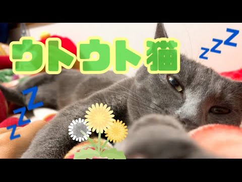 【猫】うとうとする猫の反応が可愛すぎる
