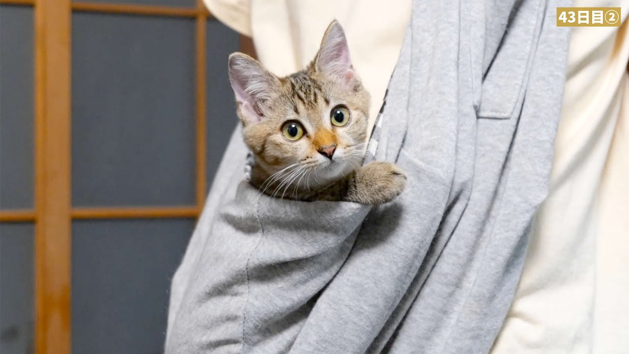 最後の夜を子猫と過ごしました