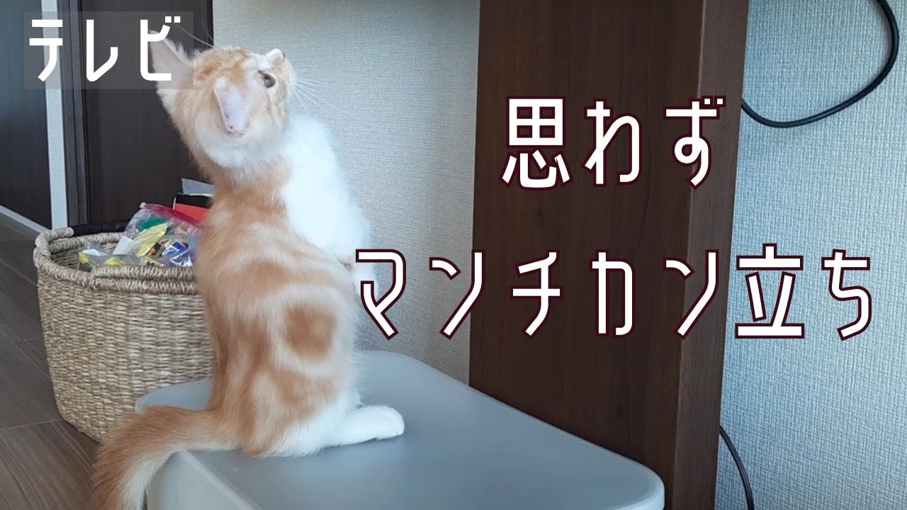 テレビに夢中すぎてマンチカン立ちする子猫が可愛すぎた