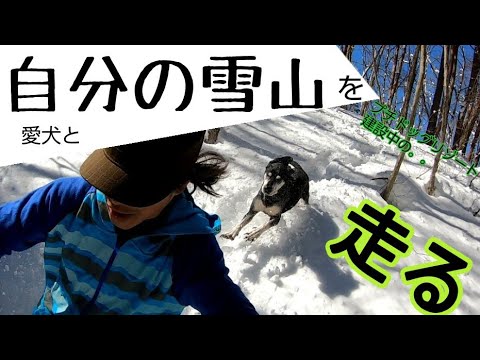 [休日はガルボと過ごします.vol4] 　雪山を愛犬とスノーシューダウンヒルしてきました。[犬とあそんちゅchannel]]