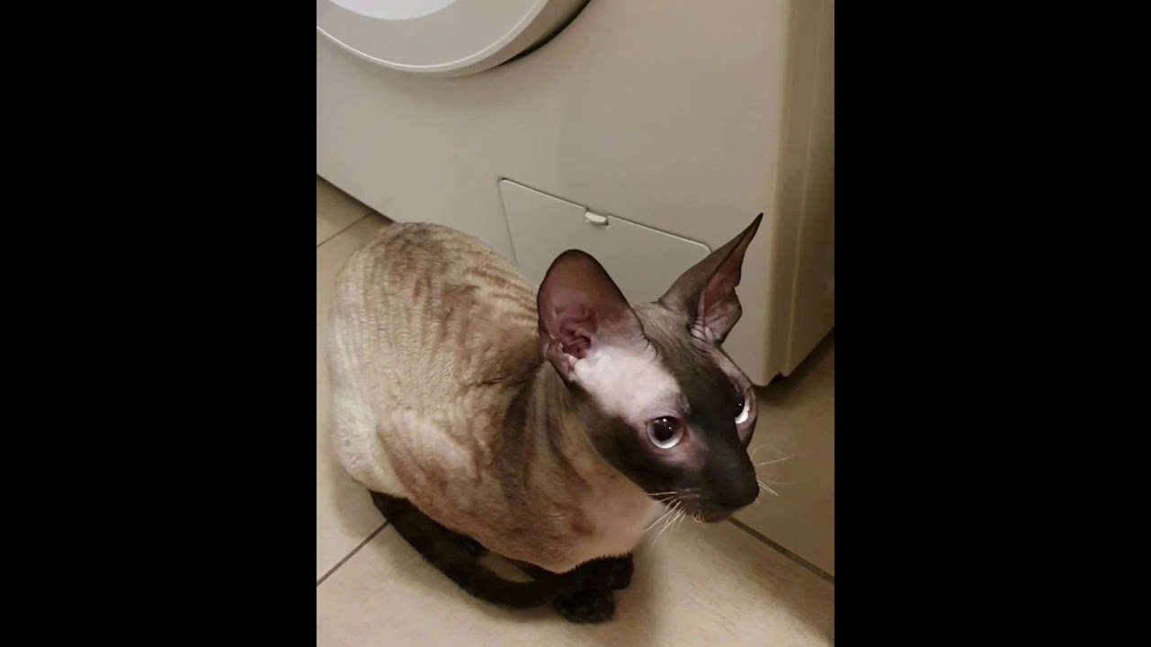 cornish rex Tulpan can talk, just listen 😺