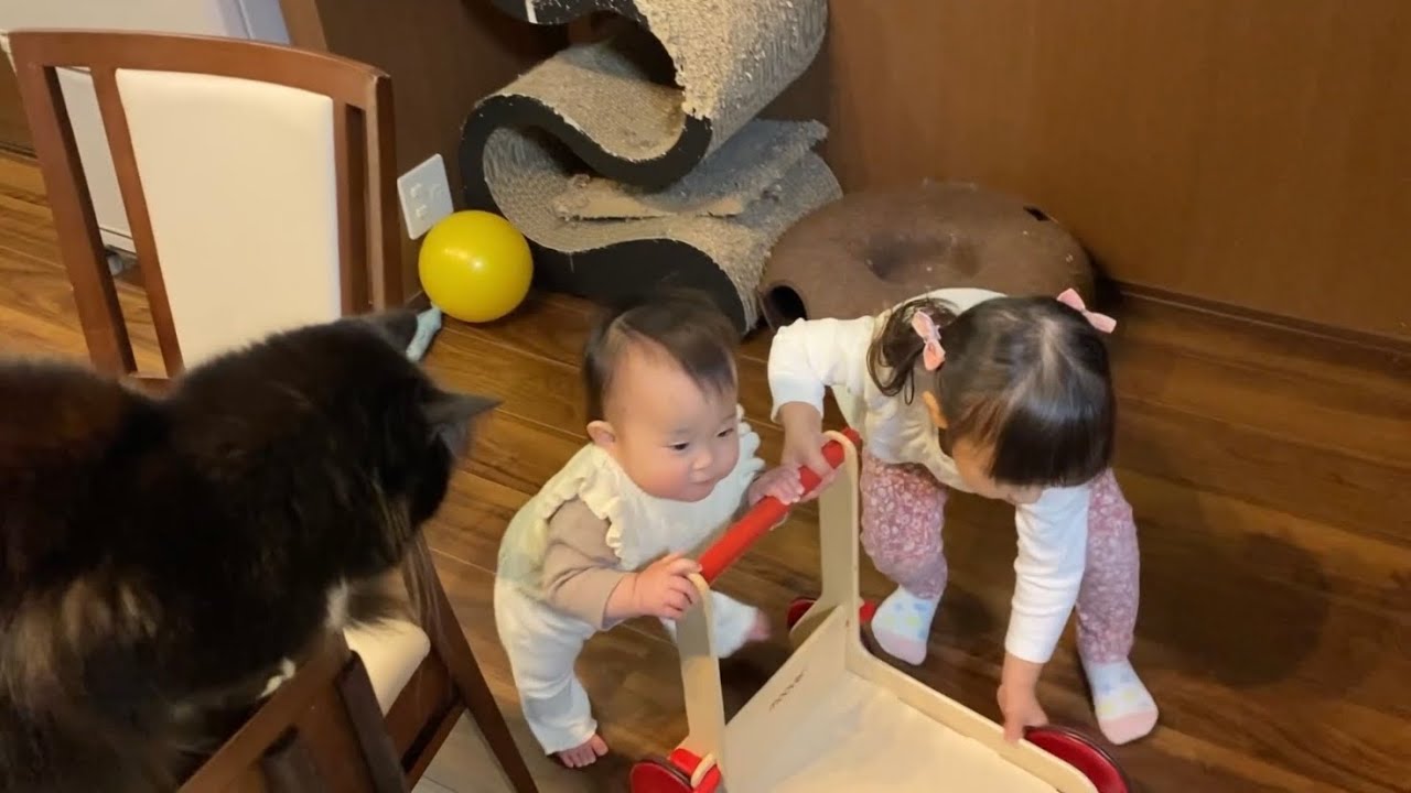 赤ちゃんの歩行練習のゴールにいる猫　ノルウェージャンフォレストキャット　ラガマフィンA cat at the goal of a baby's walking practice.