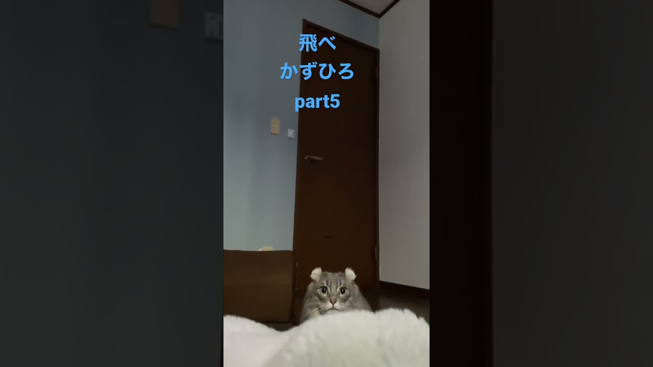 跳躍力が凄すぎるアメリカンカール#shorts #猫