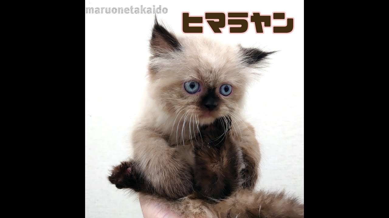 【ヒマラヤン】ようこそ高井戸店へ