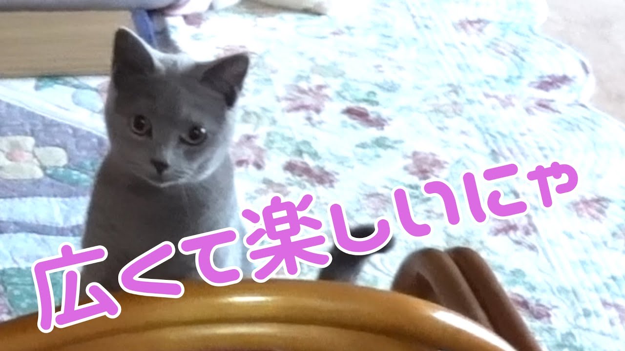 シャルトリューの猫が家の中を探索し始めました  【Chartreux】