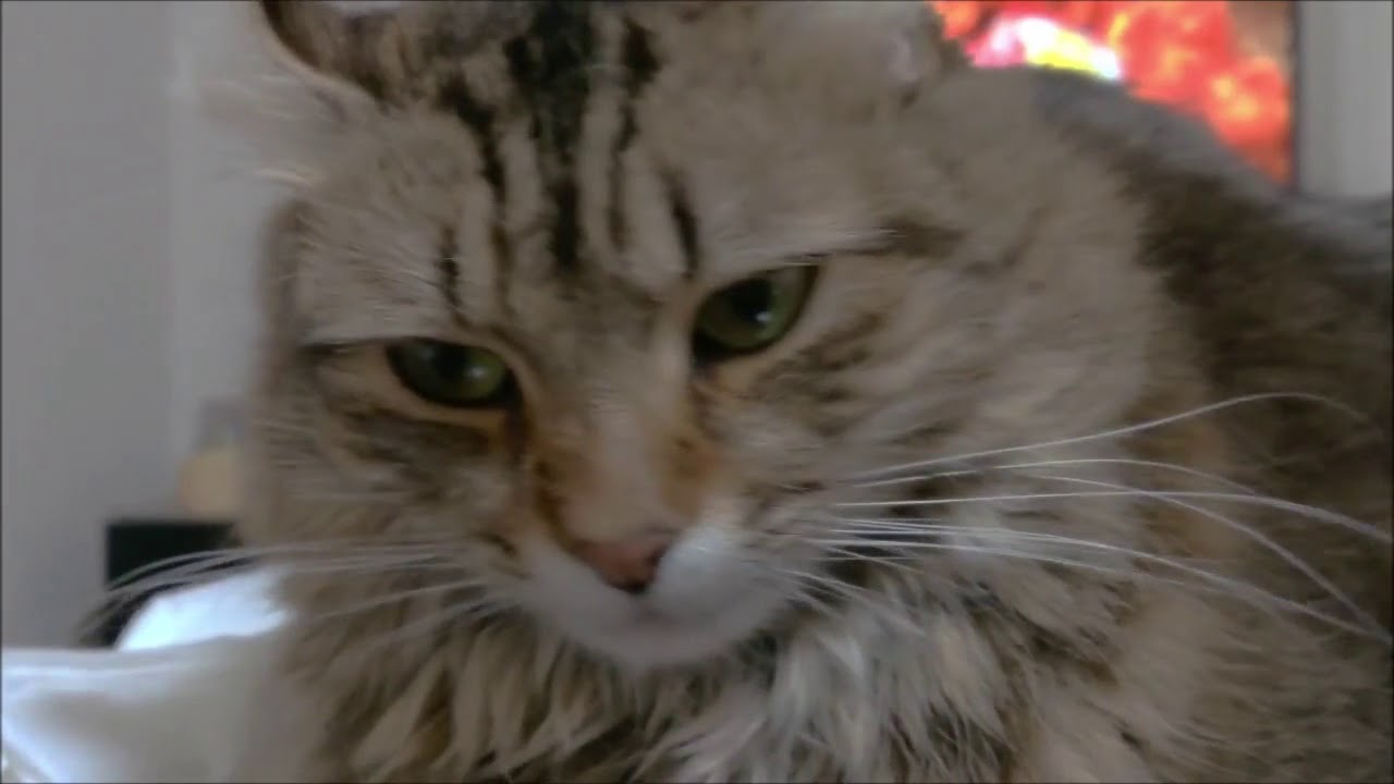 どアップのアメリカンカールのカール