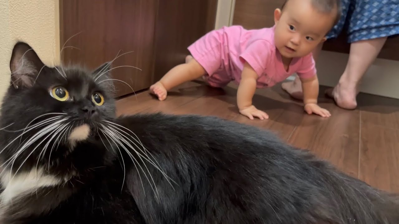 赤ちゃんに負けじとママの後追いをする猫　ラガマフィン　cat that follows mom with baby