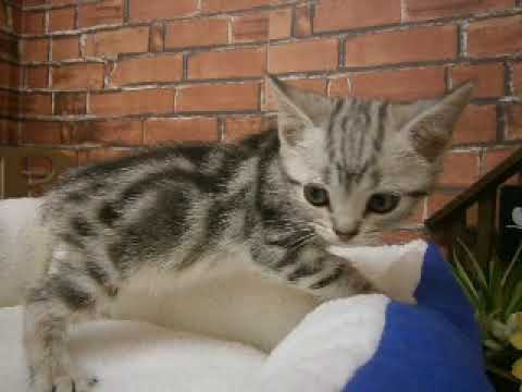 609777 アメリカンショートヘアー