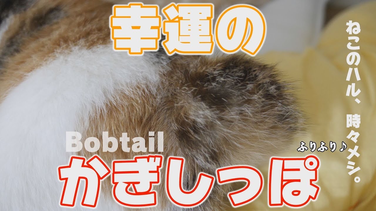 【Bobtail】うちの猫は幸運のカギしっぽ【ボブテイル】