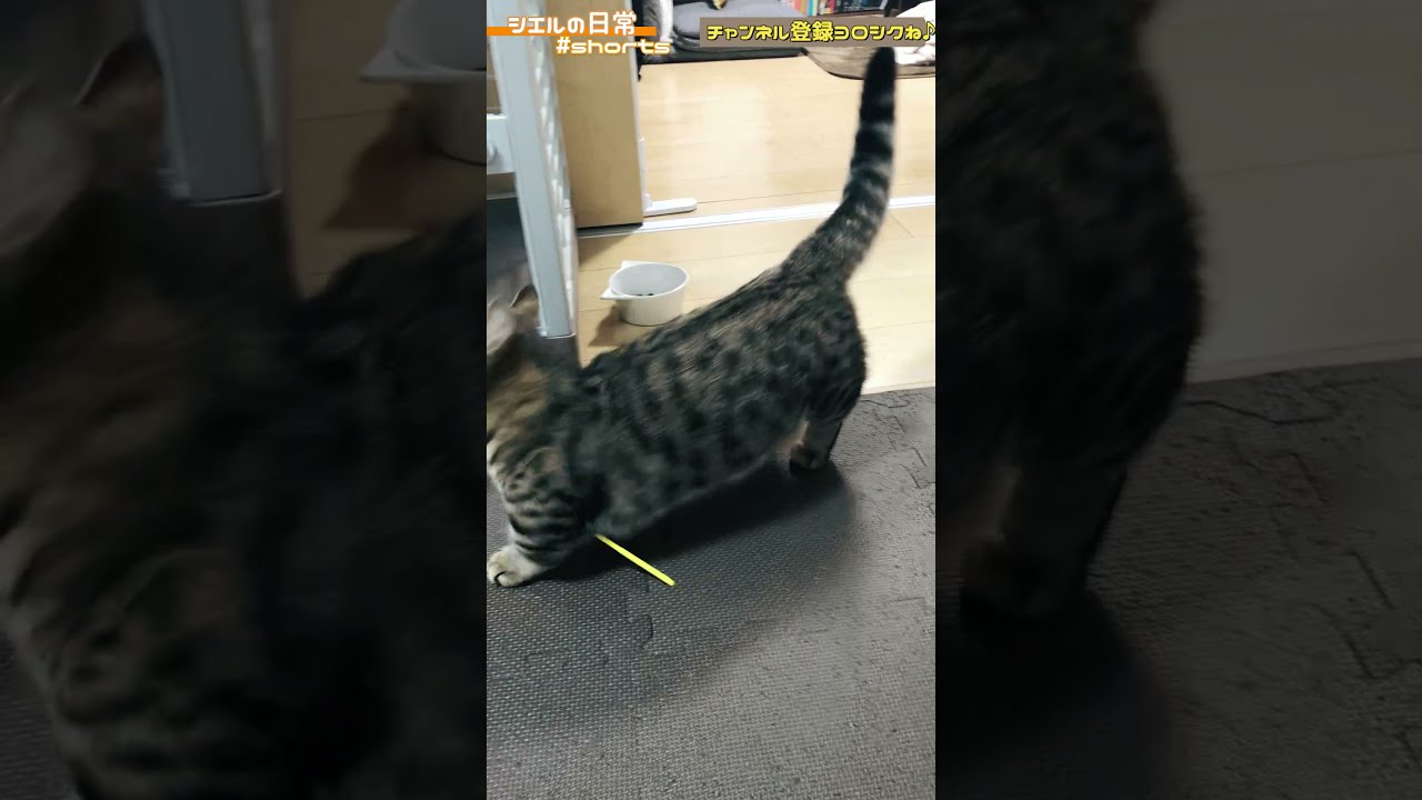 独特な運び方が可愛すぎるシエル君ｗ　/キンカロー　マンチカン×アメリカンカール　#Shorts