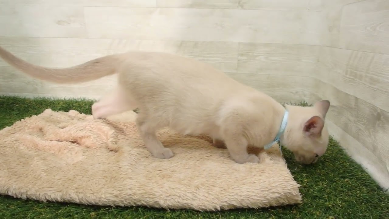 00593596 トンキニーズ